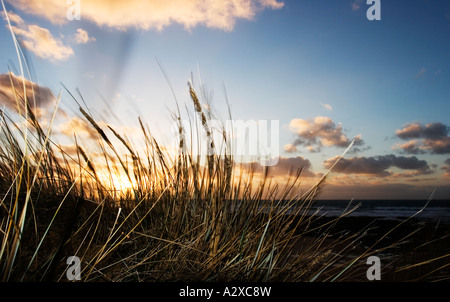 Coastal sunset with wind blowing through grass Stock Photo