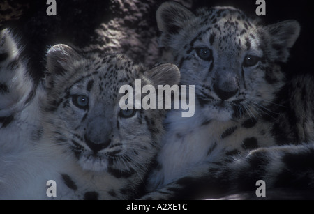 Captive Snow Leopard (Panthera uncia) Cubs Stock Photo