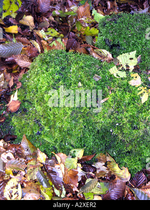 HORTICULTURE. MUSCI. MOSS GROWING ON AN OLD TREE STUMP Stock Photo