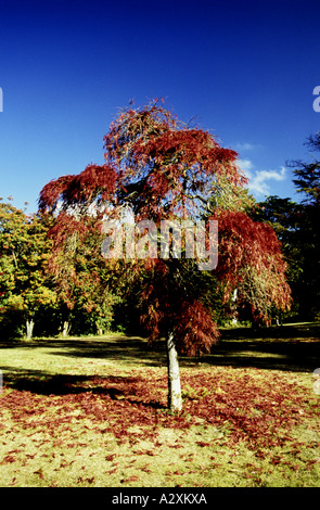 Autumnal colours of leaves dropping at Exbury Gardens, New Forest National Park, Hampshire, England Stock Photo