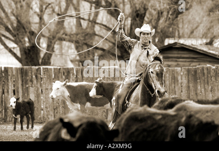 Black & white view of cowboy on horseback lassoing a cow during spring branding on the Everett Ranch near Salida, Colorado, USA Stock Photo