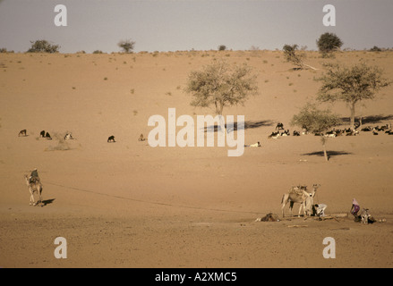 villagers use camel to draw water from well north durfur sudan Stock Photo