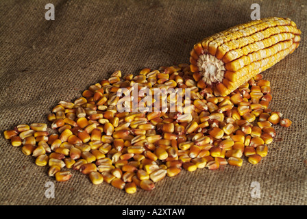 Dried Corn on the Cobb on a Grain Sack Stock Photo