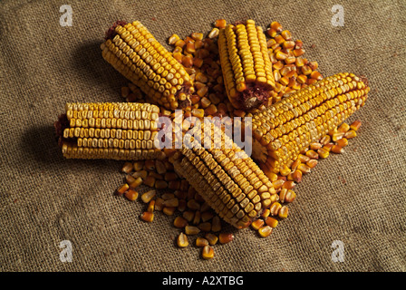 Dried Corn on the Cobb on a Grain Sack Stock Photo