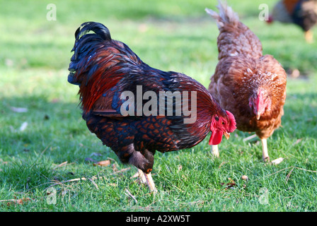 Poultry pecking on the lawn, Northern England, 2007 Stock Photo