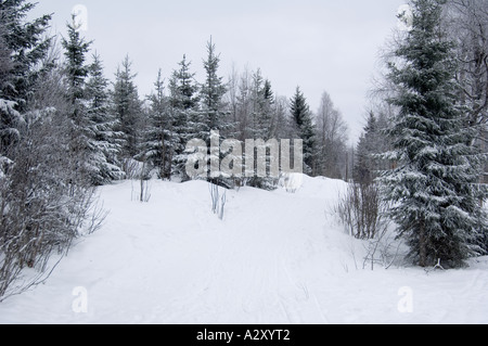 Snowy scene of Christmas trees in the hills above Oslo, Norway. Stock Photo
