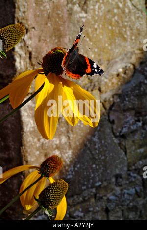 Butterfly on Rudbeckia nitida, herbstsonne Stock Photo