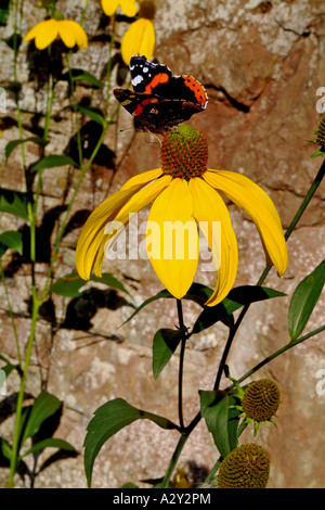 Butterfly on Rudbeckia nitida,  Herbstsonne Stock Photo