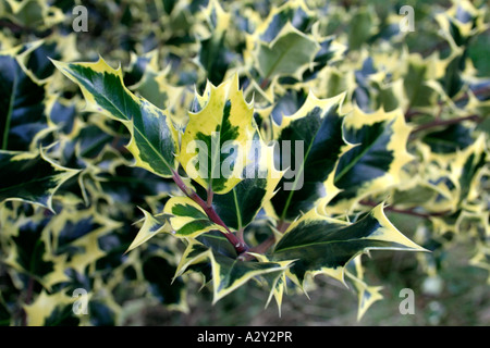 Ilex aquifolium aureomarginata Stock Photo