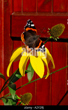 Butterfly on Rudbeckia nitida, Herbstsonne Stock Photo