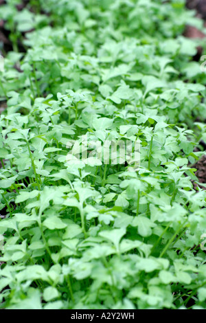 Greek garden cress