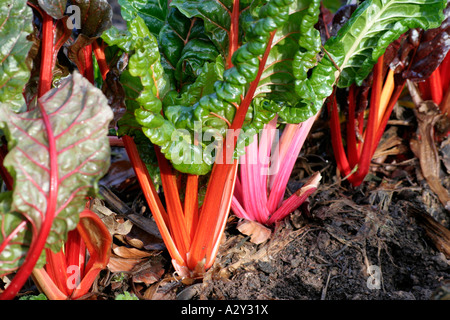 Leaf beet bright lights Stock Photo