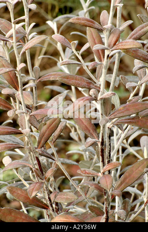 Corokia x virgata Frosted Chocolate Stock Photo - Alamy