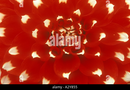 Dahlia close up detail Stock Photo