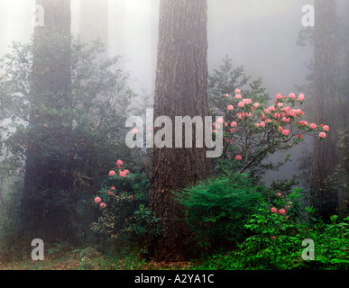 Redwood National Park in California where wild rhododendrons bloom in the foggy damp climate under the huge trees