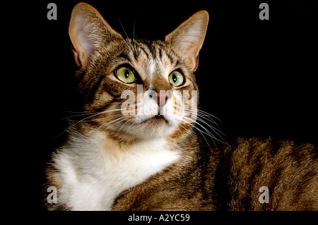 Tabby cat with white face and chest markings