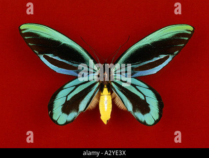 alexandra butterfly origami alexandra butterfly origami