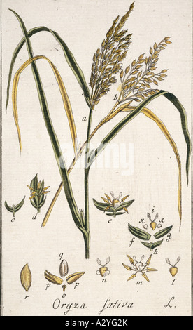 Oryza sativa rice Stock Photo - Alamy