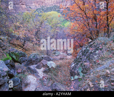 Autumn ravine in Zion Canyon Stock Photo