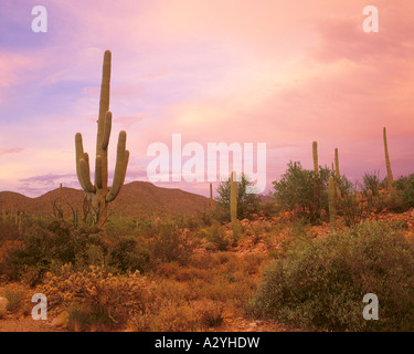 Saguaro forest at sunset Stock Photo