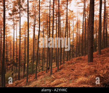 Pine trees in autumn at sunset Stock Photo
