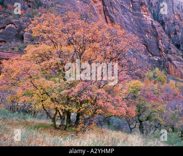 southern Utah autumn foliage and canyon wall Stock Photo