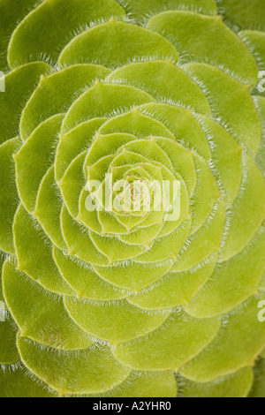 Leaves of succulent plant
