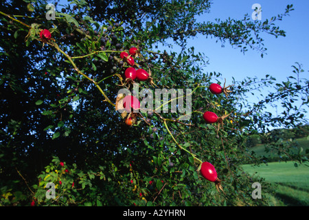 Rosehips of Sherard's Downy Rose (Rosa sherardii) growing in a hedge on an Organic Farm. Powys, Wales, UK. Stock Photo
