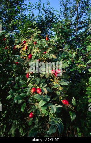 Rosehips of Sherard's Downy Rose (Rosa sherardii) growing in a hedge on an Organic Farm. Powys, Wales, UK. Stock Photo