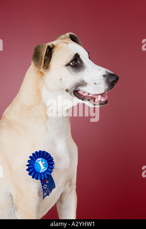Dog with winning rosette Stock Photo