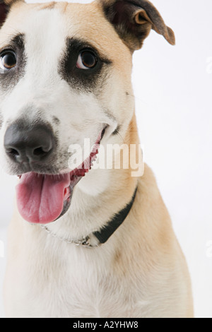 Portrait of a dog Stock Photo