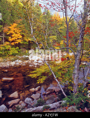 Autumn colors above the Swift River Stock Photo