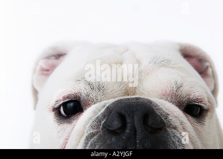 Face of a bulldog Stock Photo