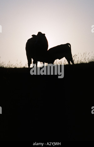 Welsh Black Cattle (Bos taurus). Bull. A docile breed- not all bulls