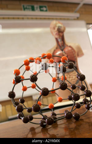 Education DNA molocule with model skeleton in biology college sixth form GB UK Stock Photo