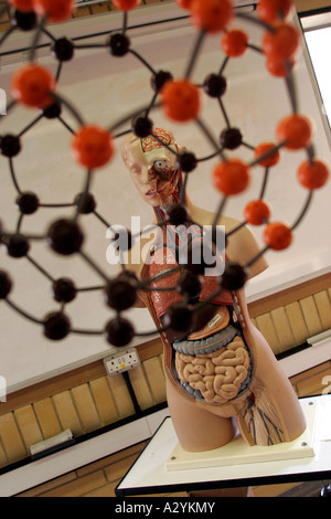 Education DNA molocule with model skeleton in biology college sixth form GB UK Stock Photo