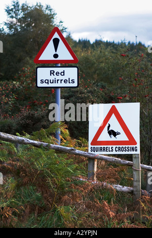 Road signs to warn drivers of red squirels crossing, Farr, Inverness, Scotland, UK Stock Photo