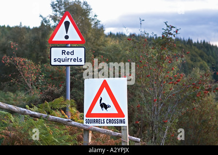Road signs to warn drivers of red squirrels crossing, Farr, Inverness, Scotland, UK Stock Photo