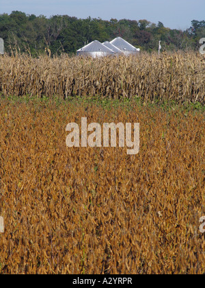 Soy bean corn ready for harvest Stock Photo