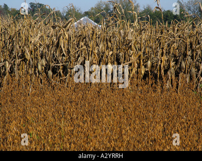 Soy bean corn ready for harvest Stock Photo