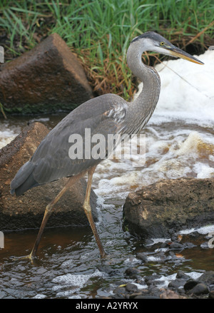 Great blue heron warning sign Stock Photo