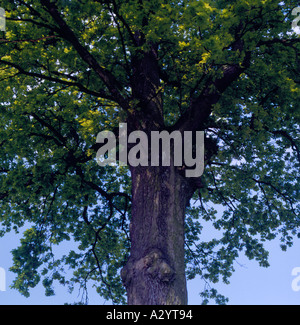 looking up a trunk of an old oak tree. Photo by Willy Matheisl Stock Photo
