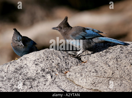 Stellers steller s Jay sequoia national park california tree colorful songbird song bird blue rock granite jays pair birds Stock Photo