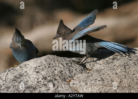 Stellers steller's Jay Stock Photo