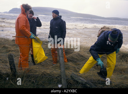 Rescue workers picking up dead seabirds killed by an oil slick after the Braer Oil Tanker sank off the shetland Islands Stock Photo