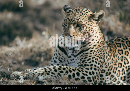 Portrait of Leopard in Masai Mara National Reserve Kenya East Africa The leopard looks thoughful as though it is daydreaming Stock Photo