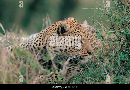 Close up of Leopard in Masai Mara National Reserve Kenya East Africa Stock Photo