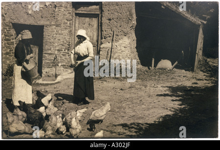 Feeding Poultry Stock Photo