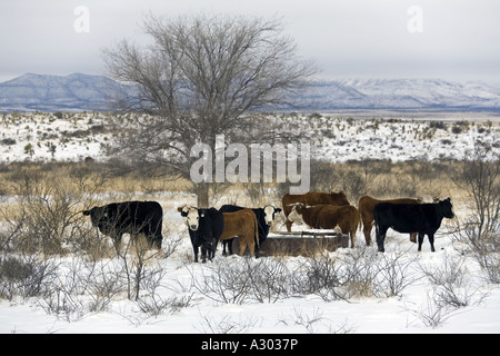 Winter landscape with cattle in the Texas part of the Chihuahuan Desert near Marathon Stock Photo