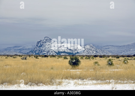 Winter landscape with cattle in the Texas part of the Chihuhuan Desert near Marathon with Iron Mountain in the background Stock Photo